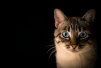 Котфуций